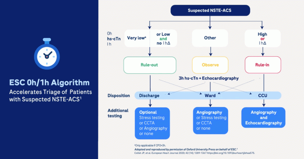 Flow chart depicting ESC 0h/1h Algorithm, Accelerates Triage of Patients with Suspected NSTE-ACS. 
On the right, Suspected NSTE-ACS branches into 3 results for 0h hs-cTn I h: Very low (only applicable if CPO>3h) or Low and no I hΔ, Other and High or I hΔ. 
Under Very low or Low and no I hΔ, an arrow points downwards to the text “rule-out” in green. 
Under Other, an arrow points downwards to the text: “Observe” in yellow. Below, the text:” 3h hs-cTn + Echocardiography” is written.
Under High or I hΔ, an arrow points downwards to the text: “Rule-in” in red.
From Rule-out, one bold arrow leads to Discharge, and one dotted arrow leads to Ward.
From Observe, one bold arrow leads to Ward, and two dotted arrows lead to discharge and CCU.
From High or I hΔ, one bold arrow leads to CCU, one dotted arrow leads to ward. 
For additional testing after discharge: an optional stress testing, CCTA, angiography or none can be done.
For additional testing afterwards, angiography, stress testing, CCTA or none can be done.
For additional testing after CCU, angiography and echocardiography can be done.
Diagram was adapted and reproduced by permission of Oxford University Press on behalf of ESC. Collet JP, et al. European Heart Journal 2020; 42(14); 1289-1367 https://doi.org/10.1093/eurheartj/ehaa575
