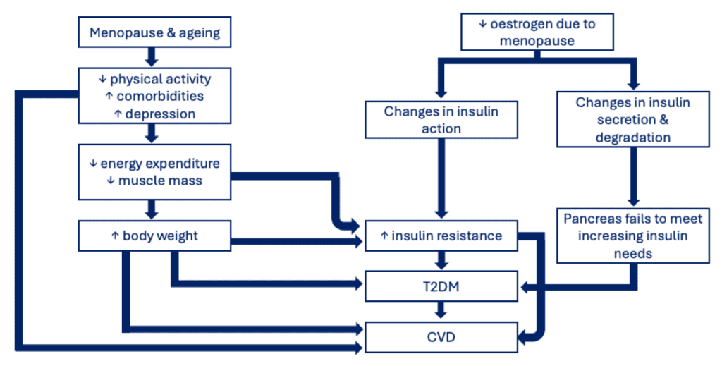 Figure 3_Pathophysiological changes in menopause and diabetes development